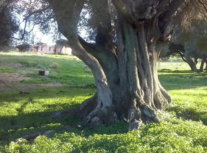 Gli Olivastri -appartamento Bel Con Piscina ,solarium E Vista Mare,climatizzatore ,wifi Aglientu
