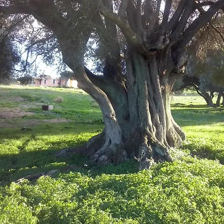 Gli Olivastri - Casa Ginestre Aglientu